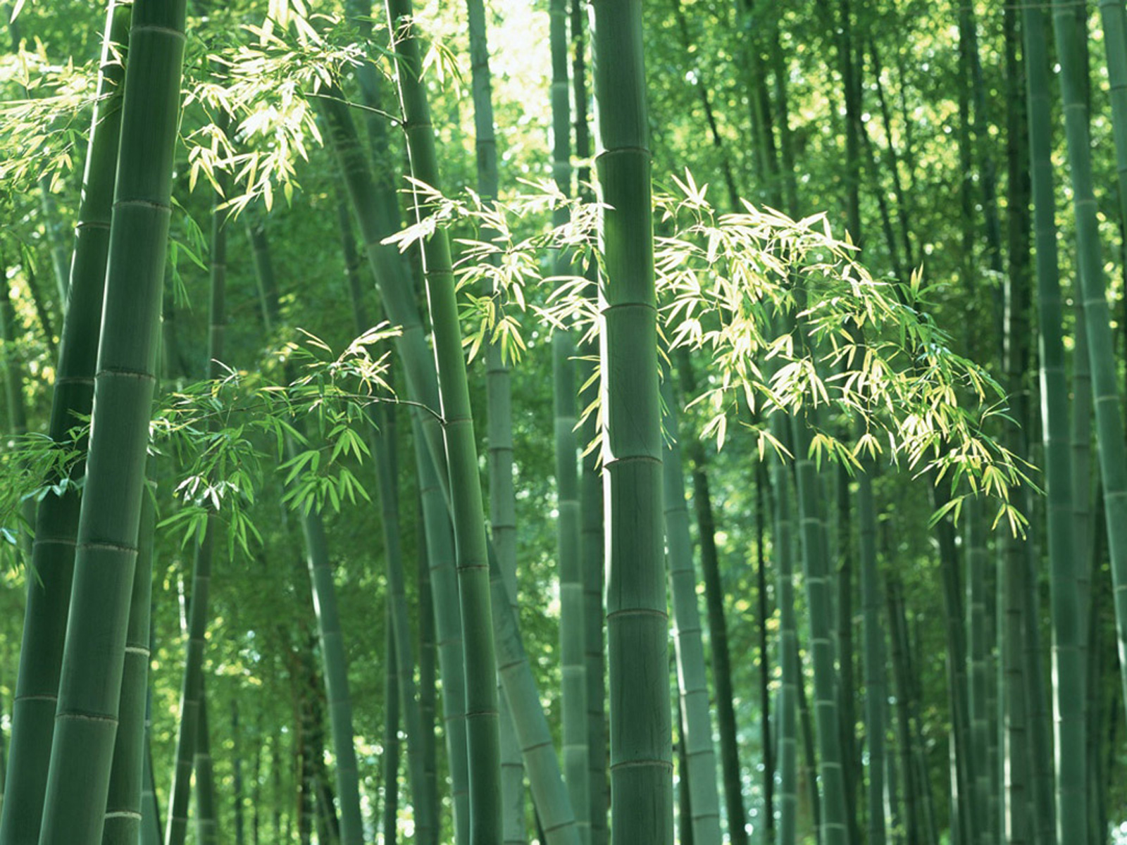 大自然的指南针有哪些（野外植物天然指南针图录）